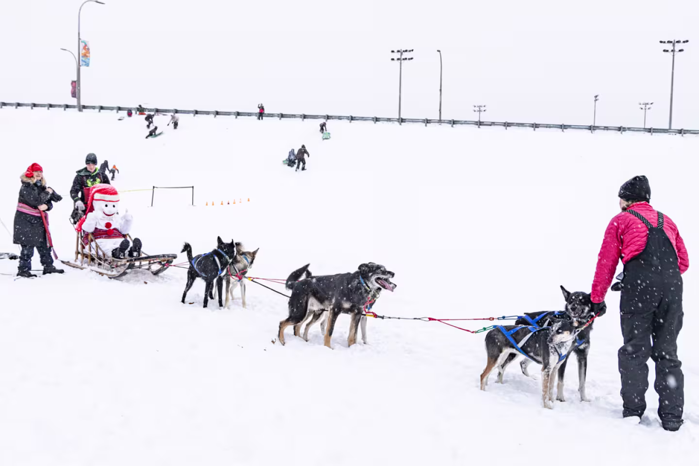 Traineau tiré par des chiens