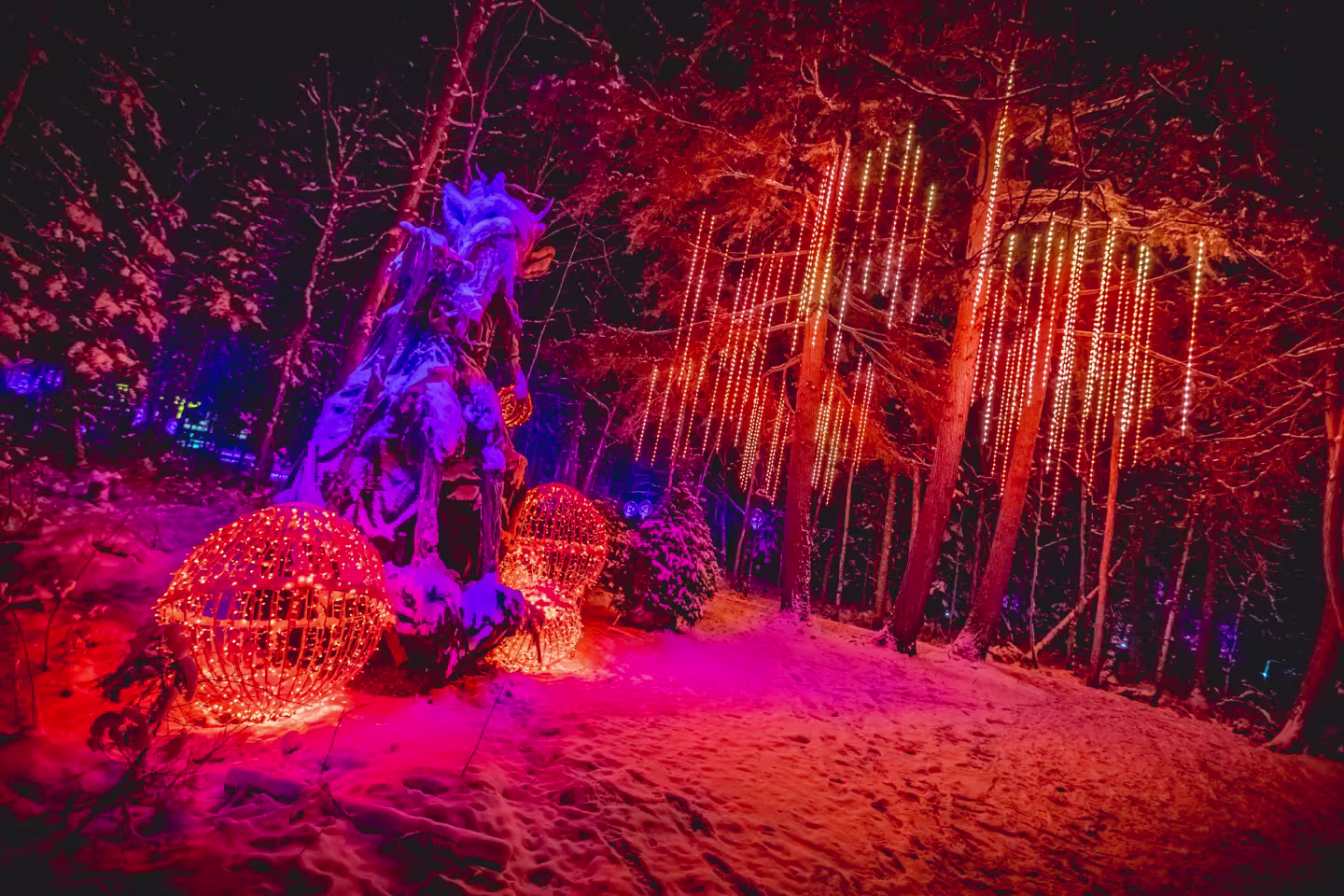 Photo de la forêt de lumière du Sandhill Nursery