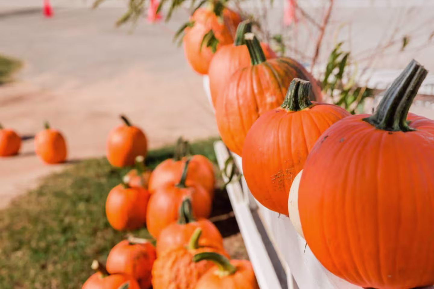 Photos de plusieurs citrouilles enlignées sur une table. En arrière plan, d'autres citrouilles dispersées.